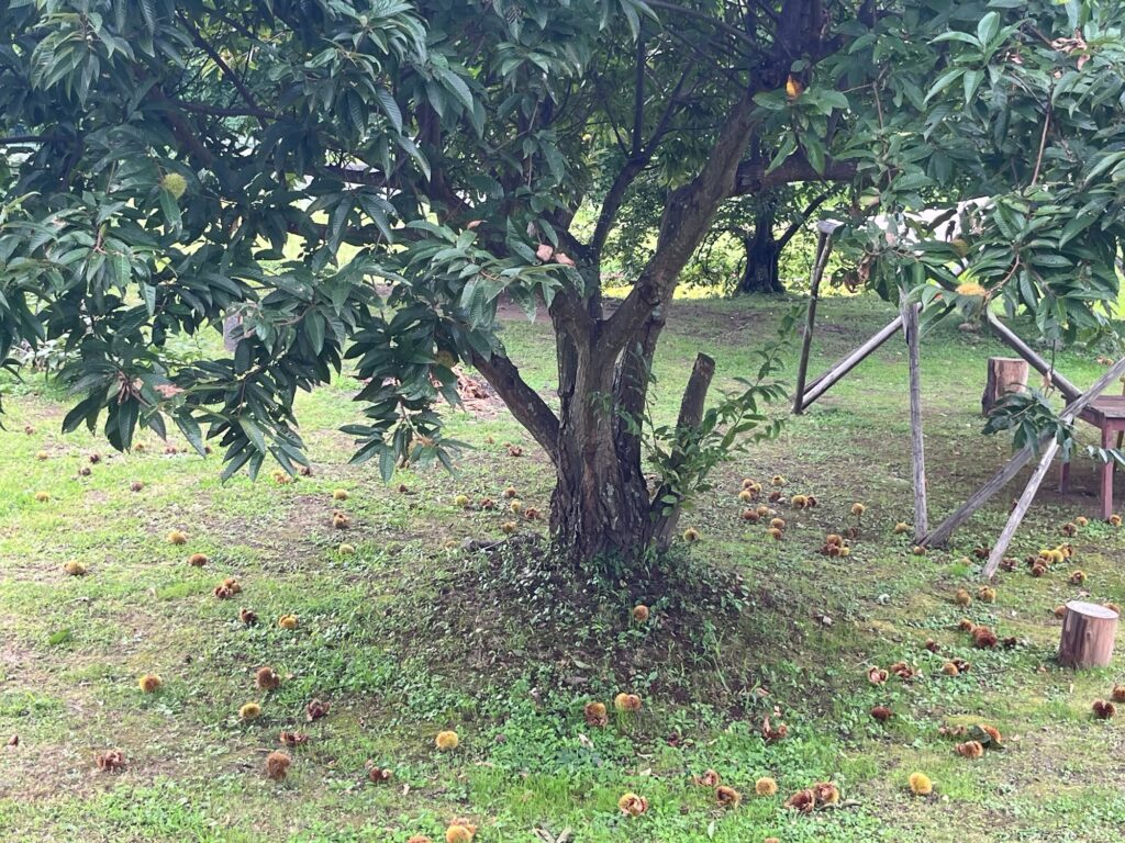 栗の実が落ちるみちくさの栗の木